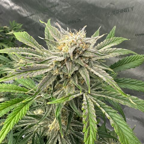 Unknown strain growlog timeline photo