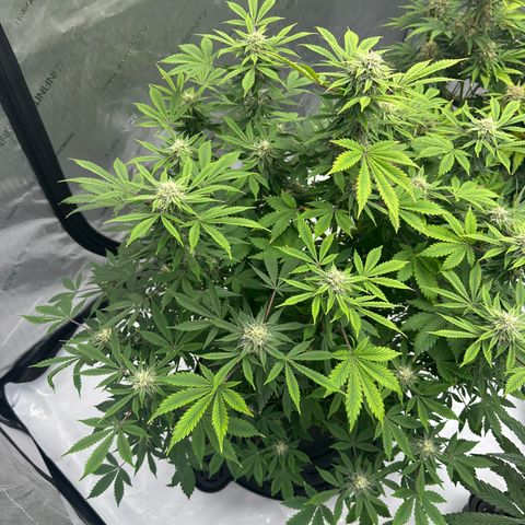 Unknown strain growlog timeline photo