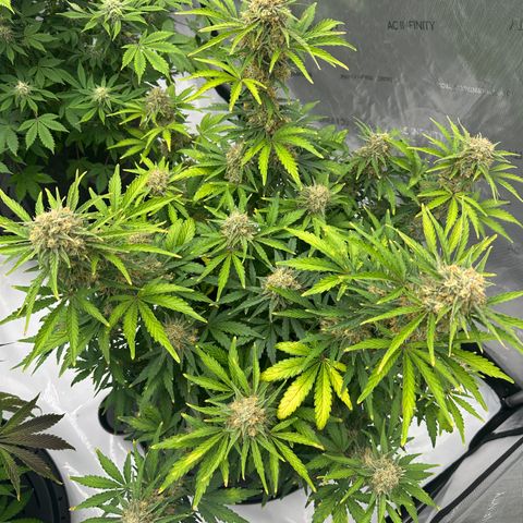 Unknown strain growlog timeline photo