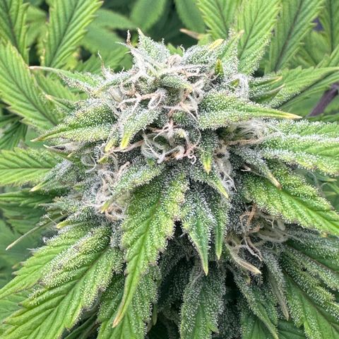 Unknown strain growlog timeline photo