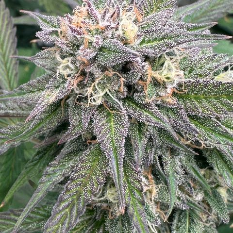 Unknown strain growlog timeline photo