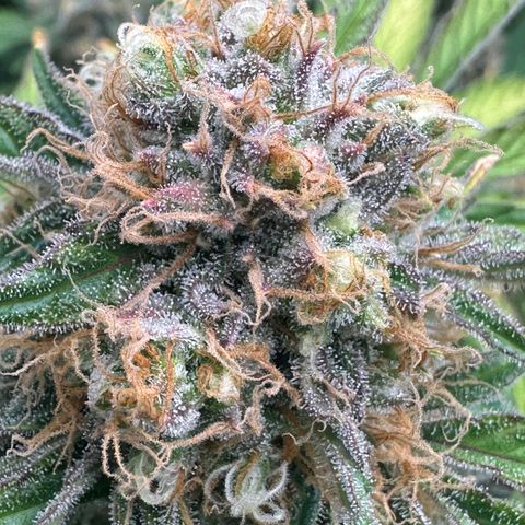 Unknown strain growlog timeline photo
