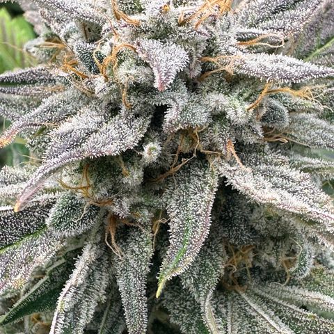 Unknown strain growlog timeline photo