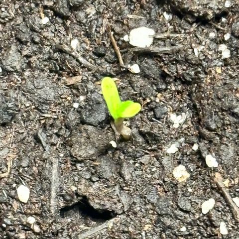 Royal Kush Automatic growlog timeline photo