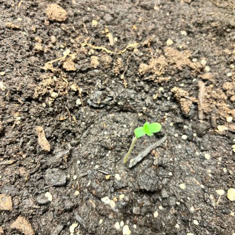 Auto Northern Lights growlog photo: 4,5cm