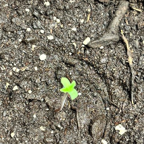 Royal Kush Automatic growlog photo: 4,5cm