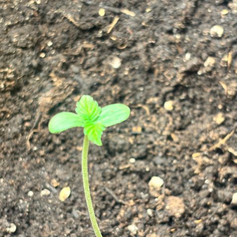 Auto Northern Lights growlog timeline photo