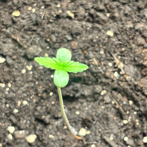 Royal Kush Automatic growlog timeline photo