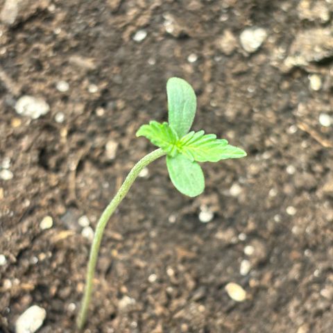 Auto Northern Lights growlog timeline photo