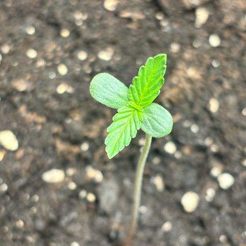 Royal Kush Automatic growlog timeline photo