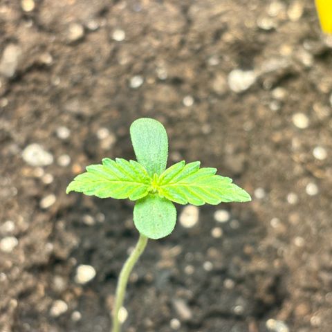 Auto Northern Lights growlog timeline photo