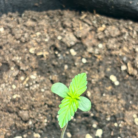 Royal Kush Automatic growlog timeline photo