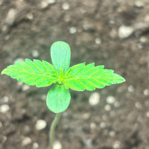 Auto Northern Lights growlog timeline photo