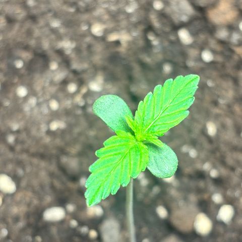 Royal Kush Automatic growlog timeline photo