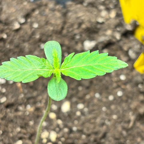 Auto Northern Lights growlog timeline photo