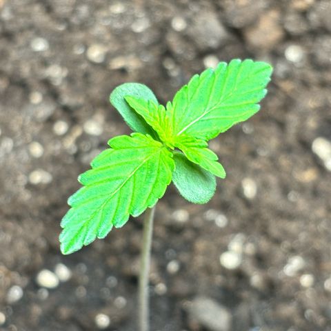 Royal Kush Automatic growlog timeline photo