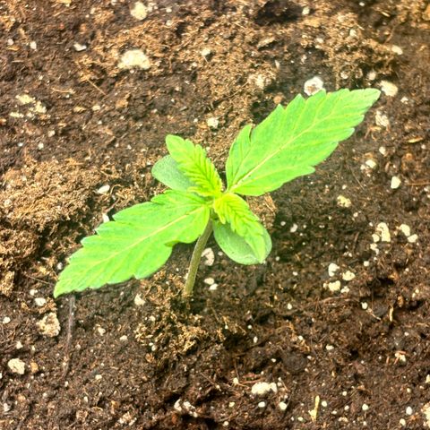 Auto Northern Lights growlog timeline photo