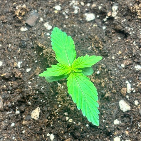 Royal Kush Automatic growlog timeline photo