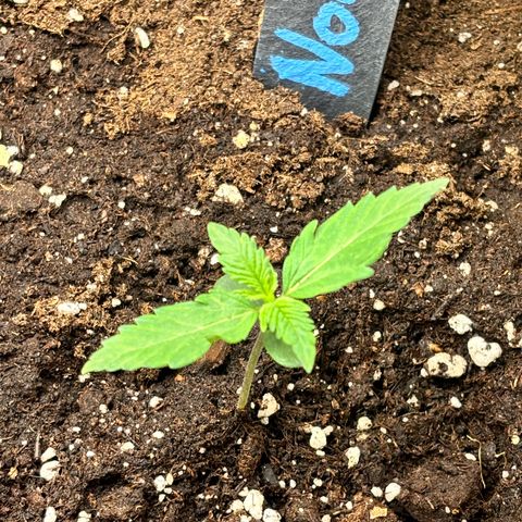 Auto Northern Lights growlog timeline photo