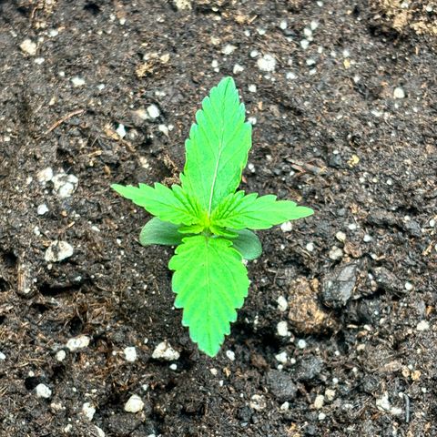 Royal Kush Automatic growlog timeline photo