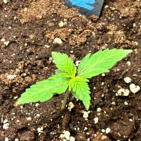 Auto Northern Lights growlog timeline photo