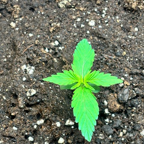 Royal Kush Automatic growlog timeline photo