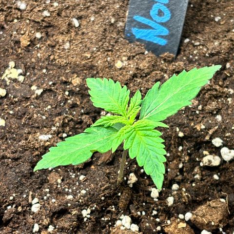 Auto Northern Lights growlog timeline photo