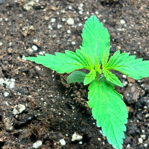 Royal Kush Automatic growlog timeline photo