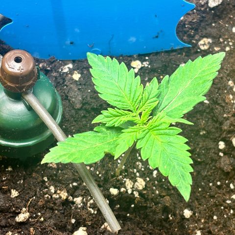 Auto Northern Lights growlog timeline photo