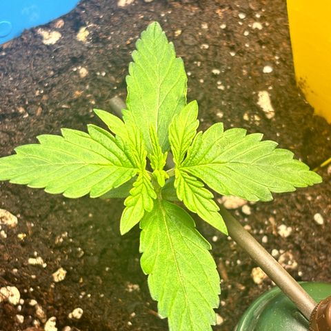 Royal Kush Automatic growlog timeline photo