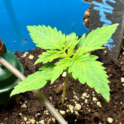 Auto Northern Lights growlog timeline photo