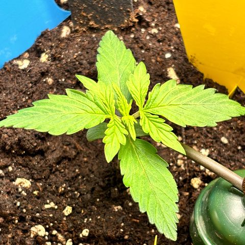 Royal Kush Automatic growlog timeline photo