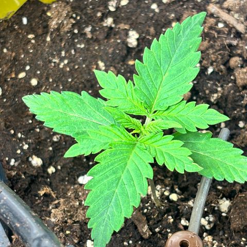 Auto Northern Lights growlog timeline photo