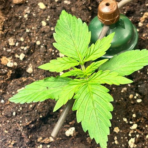 Royal Kush Automatic growlog timeline photo