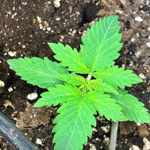 Auto Northern Lights growlog timeline photo
