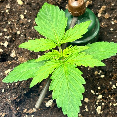 Royal Kush Automatic growlog timeline photo