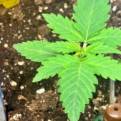 Auto Northern Lights growlog timeline photo