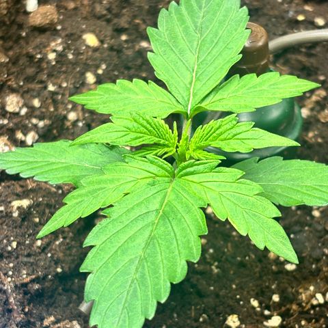 Royal Kush Automatic growlog timeline photo