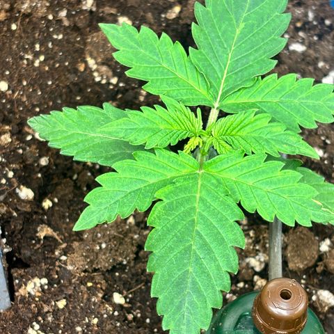 Auto Northern Lights growlog timeline photo