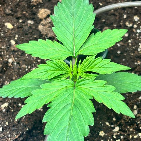 Royal Kush Automatic growlog timeline photo