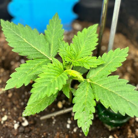 Auto Northern Lights growlog timeline photo