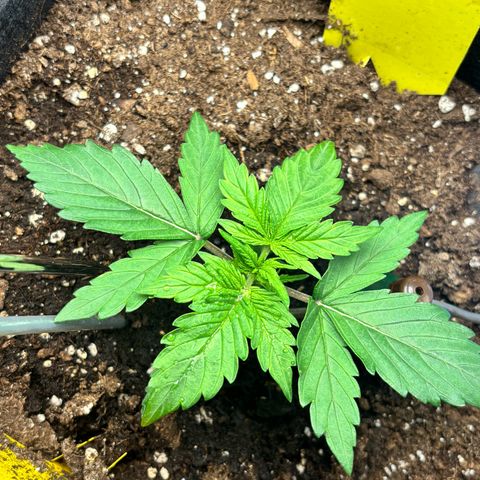 Royal Kush Automatic growlog timeline photo