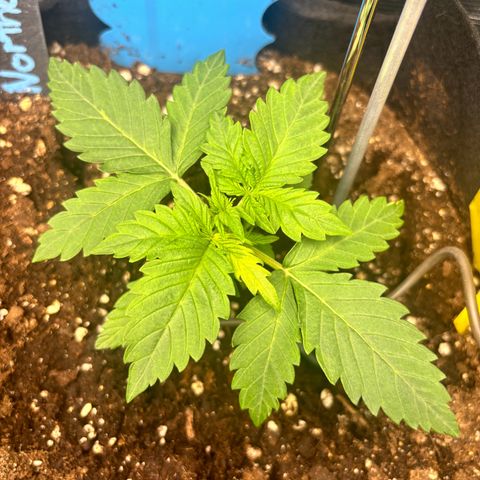 Auto Northern Lights growlog timeline photo
