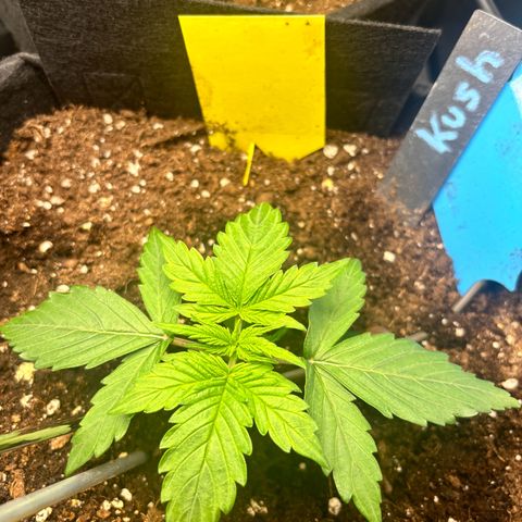 Royal Kush Automatic growlog timeline photo