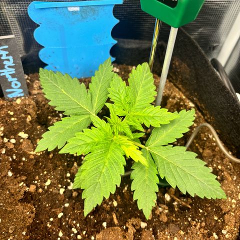 Auto Northern Lights growlog timeline photo