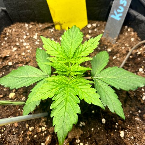 Royal Kush Automatic growlog timeline photo