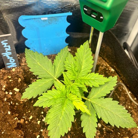 Auto Northern Lights growlog timeline photo