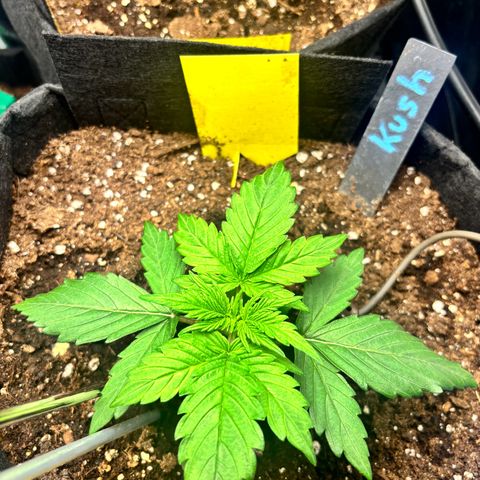 Royal Kush Automatic growlog timeline photo