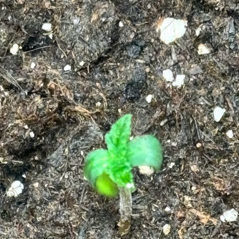 Lemon Wonder Automatic growlog photo: Leichter Schimmel