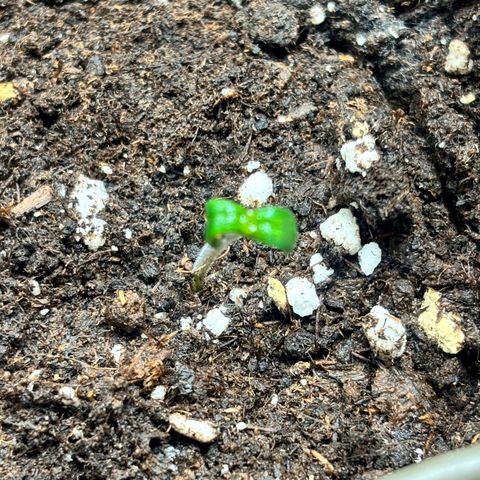 Mimosa Automatic growlog photo: Leichter Schimmel